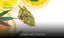 Flores de CBD cítricas: Guía completa